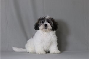Foster - Shichon for sale