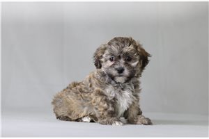 Teddy - Shichon for sale