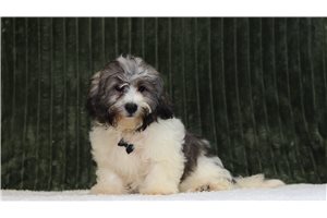 Colby - Shichon for sale