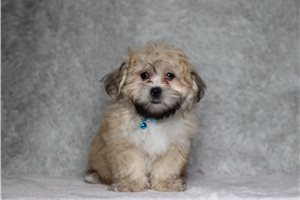 Pacino - Shichon for sale