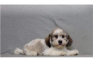 Tyson - Shichon for sale