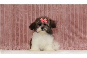 Sheila - Shichon for sale