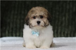 Reginald - Shichon for sale