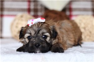 Paisley - Shichon for sale