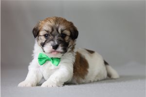 Roland - Shichon for sale