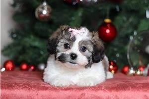 Dina - Shichon for sale