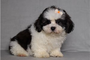 Enola - Shichon for sale