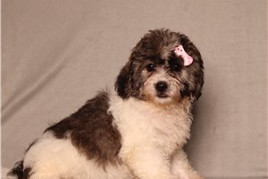 Caitlin - Shichon for sale