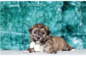 Teddy - Shichon for sale
