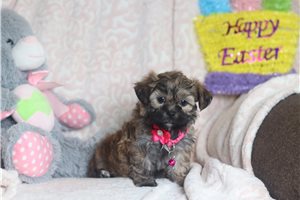 Paloma - Shichon for sale