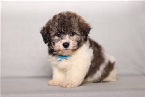 Craig - Shichon for sale