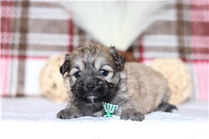 Pablo - Shichon for sale