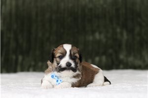Daniel - Shichon for sale