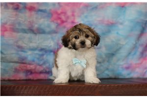 Regis - Shichon for sale