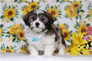 Ezekiel - Shichon for sale