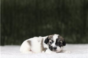 Damien - Shichon for sale