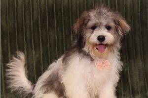 Craig - Shichon for sale