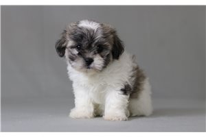 Tiffany - Shichon for sale
