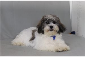 Foster - Shichon for sale