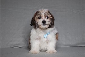 Edgar - Shichon for sale