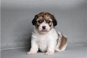 Clover - Shichon for sale