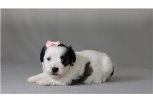 Reese - Shichon for sale