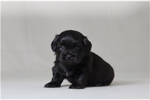 Vito - Shichon for sale