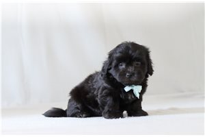 Vito - Shichon for sale