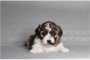 Cynthia - Shichon for sale