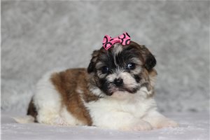 Edith - Shichon for sale
