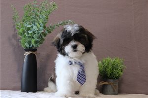 Ezra - Shichon for sale