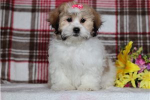 Ester - Shichon for sale