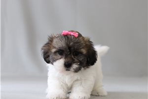 Sheila - Shichon for sale