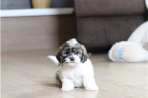 Easton - Shichon for sale