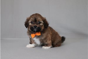 Malcolm - Shichon for sale