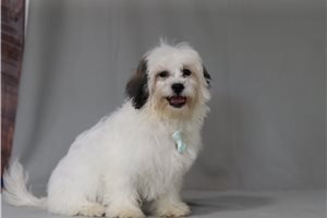 Felix - Shichon for sale