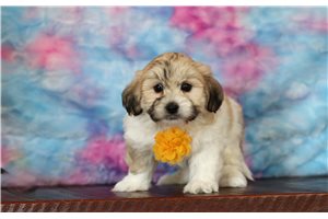 Randall - Shichon for sale