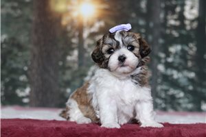 Penelope - Shichon for sale