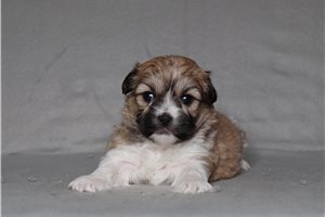 Sherri - Shichon for sale