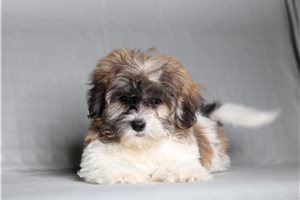 Edith - Shichon for sale