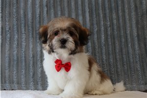 Regis - Shichon for sale