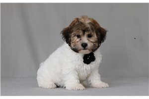Tycho - Shichon for sale