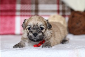 Pacino - Shichon for sale