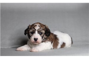 Conner - Shichon for sale
