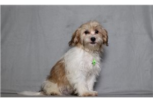 Earnest - Shichon for sale