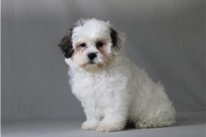 Felix - Shichon for sale