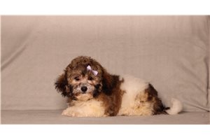 Cricket - Shichon for sale