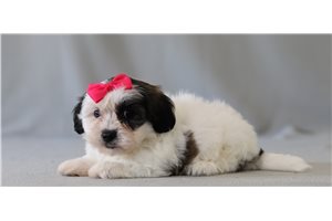Reese - Shichon for sale