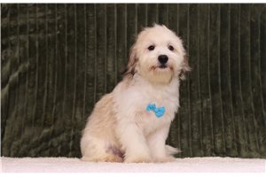 Edgar - Shichon for sale
