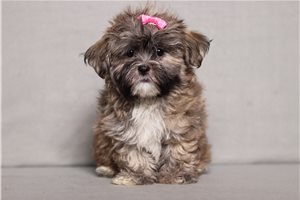 Ella - Shichon for sale